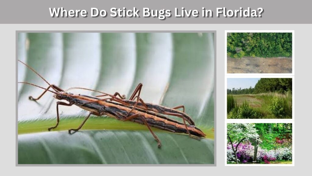 Where Do Stick Bugs Live in Florida?