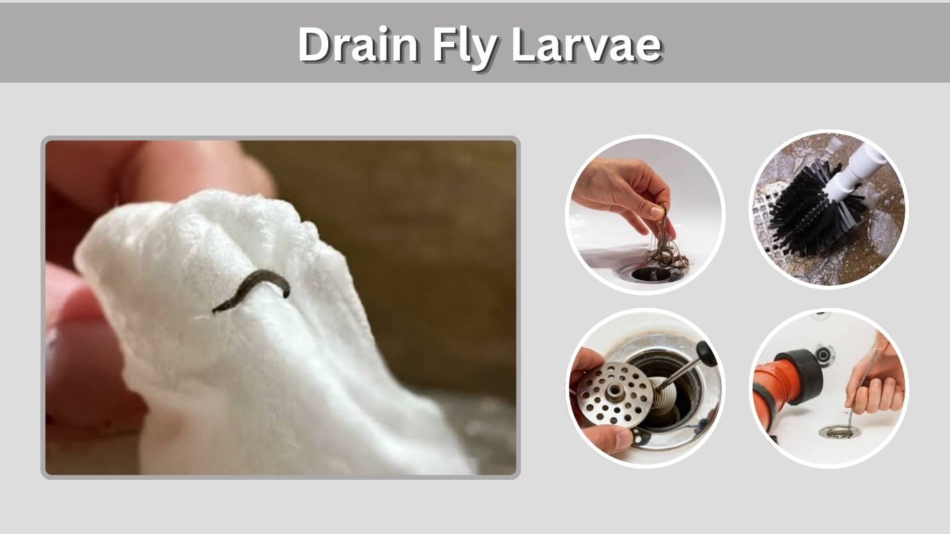 Drain Fly Larvae: Identification, Risks, and Removal