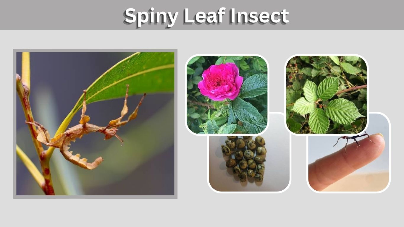 Spiny Leaf Insect: Care, Diet, Lifespan, Size and Facts