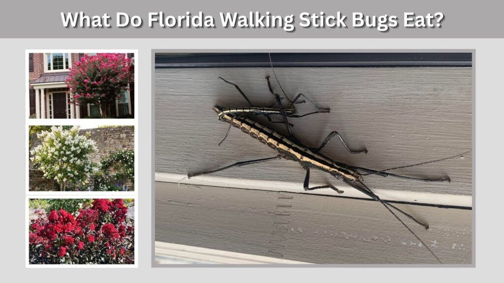 What Do Florida Walking Stick Bugs Eat?