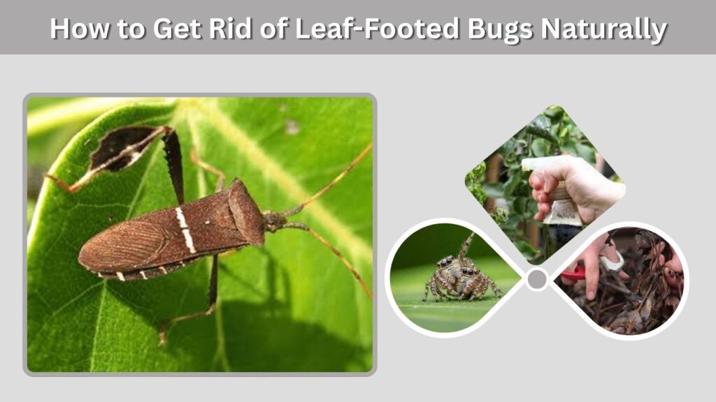 How to Get Rid of Leaf-Footed Bugs Naturally