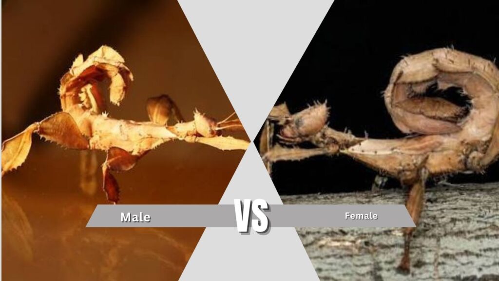 Spiny Leaf Insect Size and Male vs Female