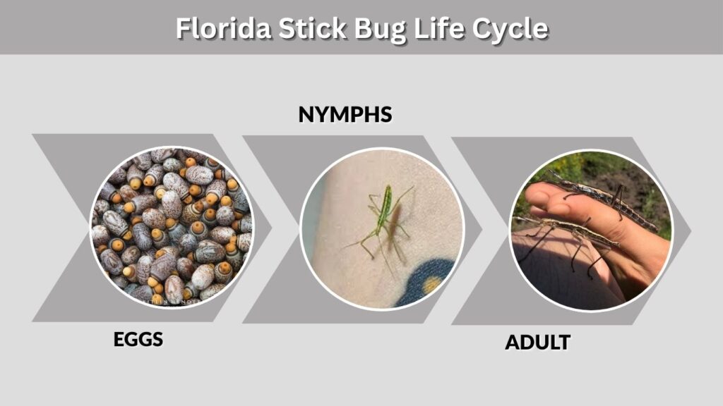 Florida Stick Bug Life Cycle