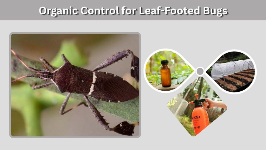 Organic Control for Leaf-Footed Bugs