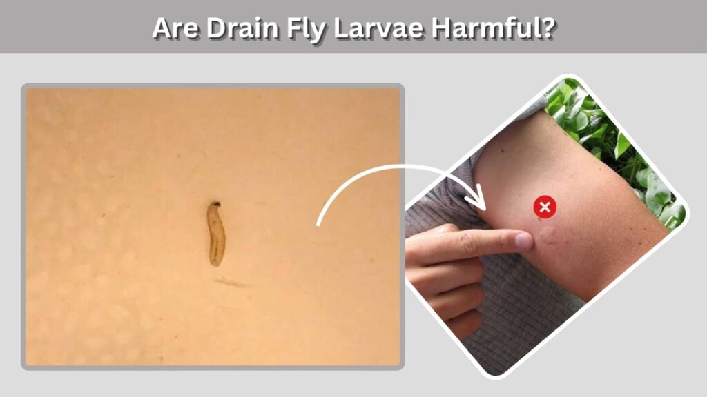 Are Drain Fly Larvae Harmful?