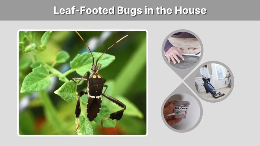 Leaf-Footed Bugs in the House