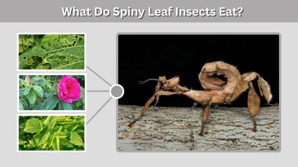 What Do Spiny Leaf Insects Eat?