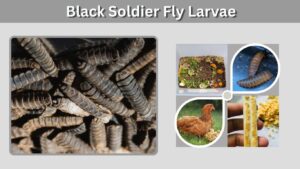Black Soldier Fly Larvae: Benefits, Uses, Feeding & Farming