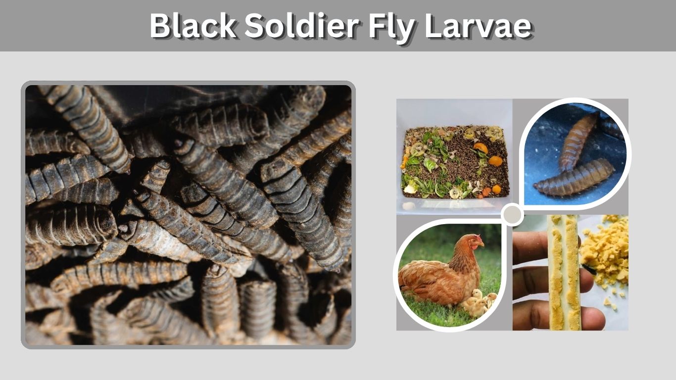 Black Soldier Fly Larvae: Benefits, Uses, Feeding & Farming