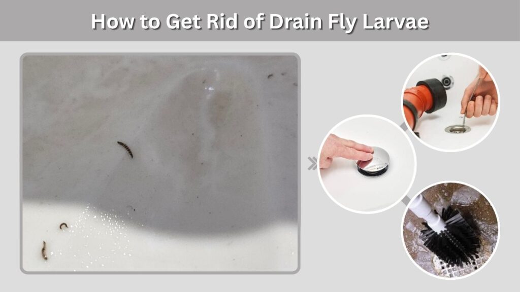 How to Get Rid of Drain Fly Larvae