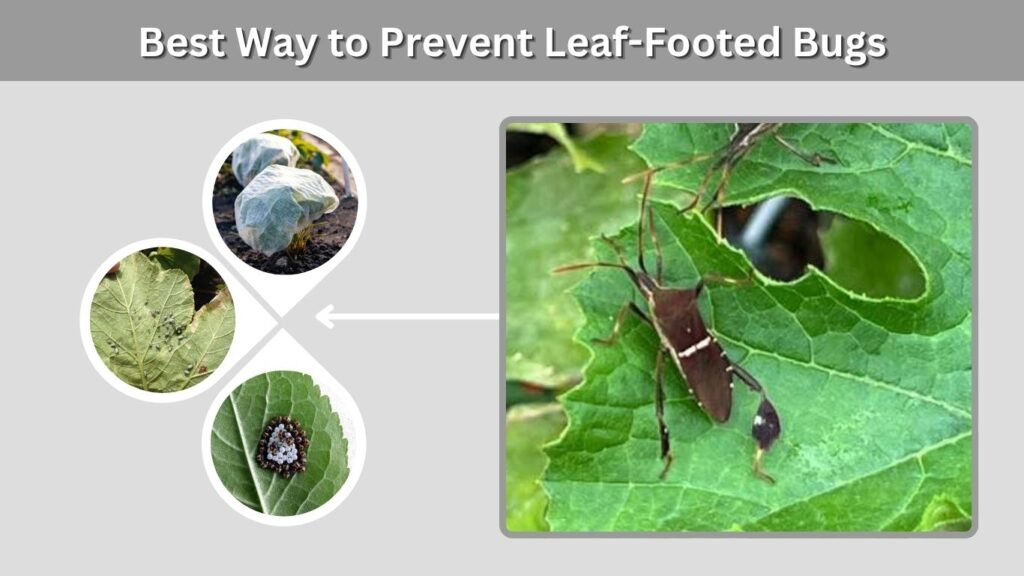 Best Way to Prevent Leaf-Footed Bugs