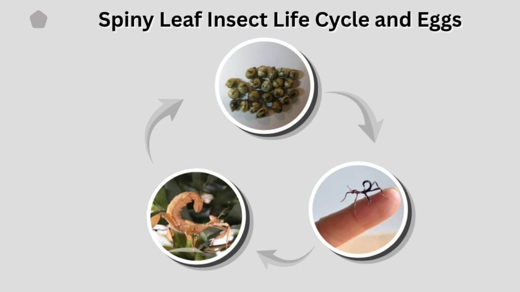 Spiny Leaf Insect Life Cycle and Eggs
