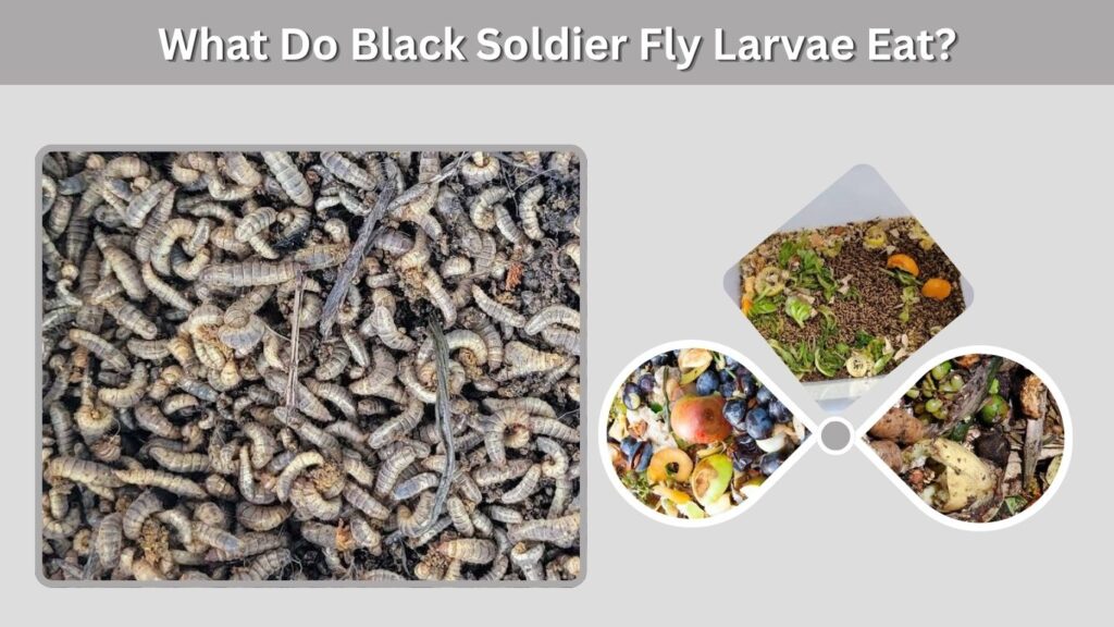 What Do Black Soldier Fly Larvae Eat?