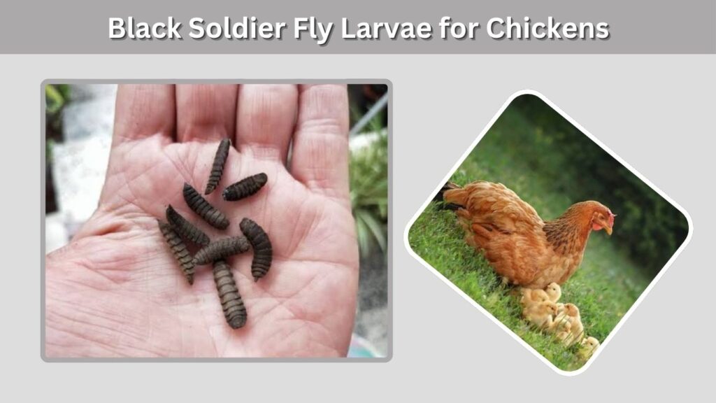 Black Soldier Fly Larvae for Chickens