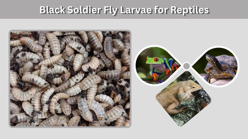 Black Soldier Fly Larvae for Reptiles