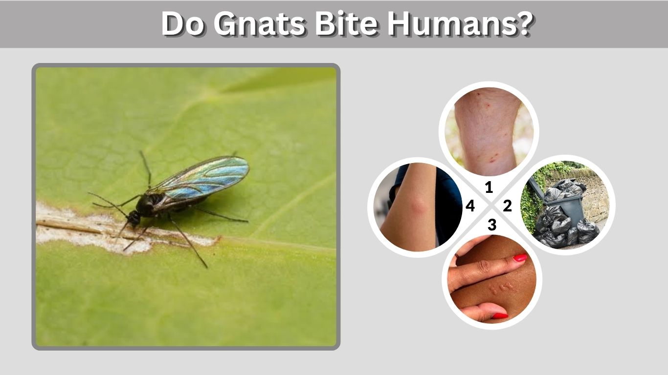 Do Gnats Bite Humans? Bite Symptoms, Treatment & Facts