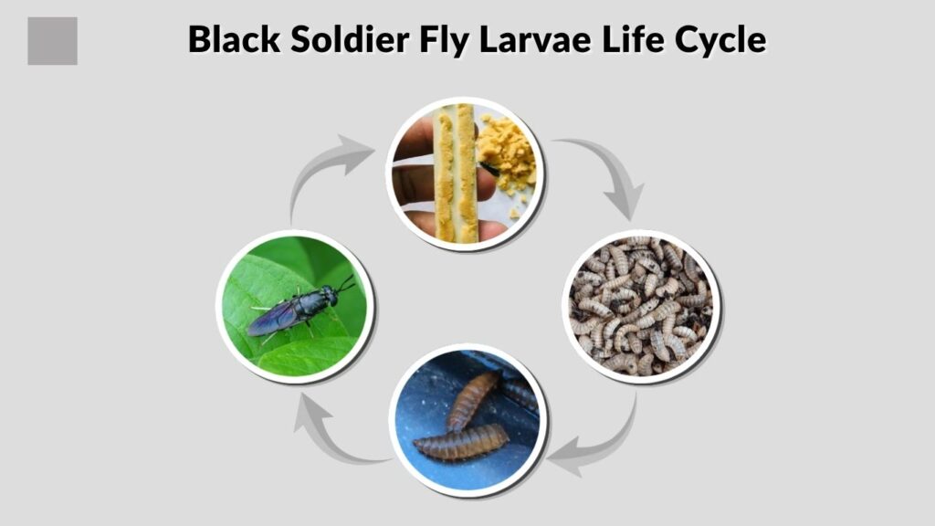Black Soldier Fly Larvae Life Cycle