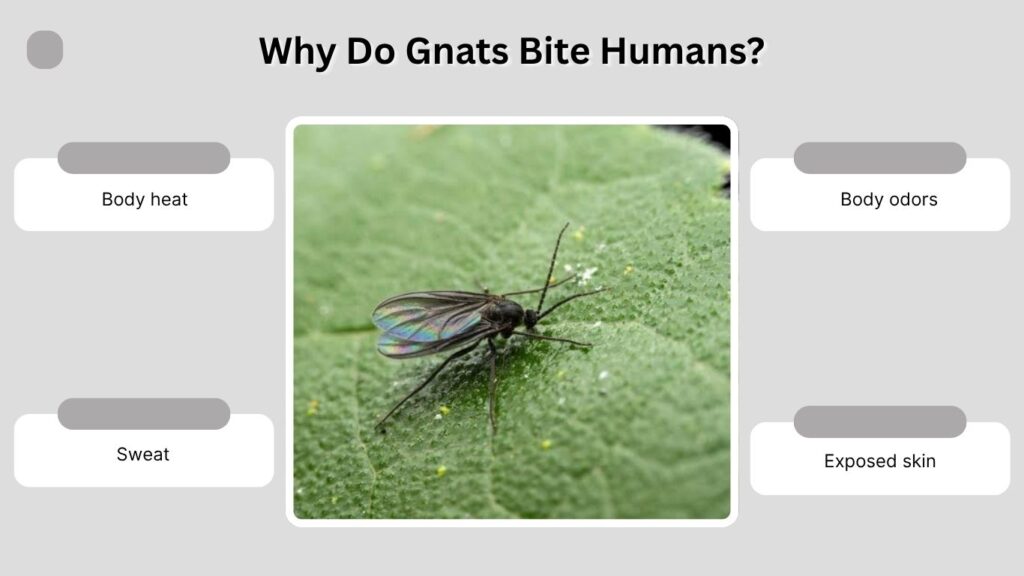 Why Do Gnats Bite Humans?