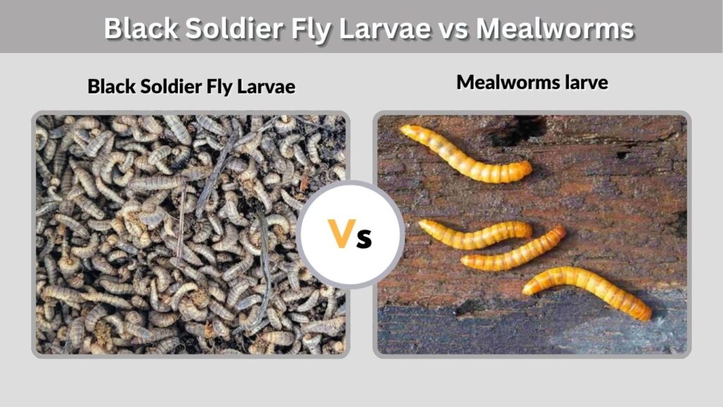 Black Soldier Fly Larvae vs Mealworms
