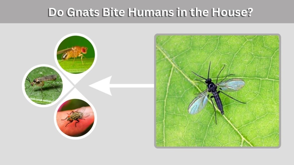 Do Gnats Bite Humans in the House?