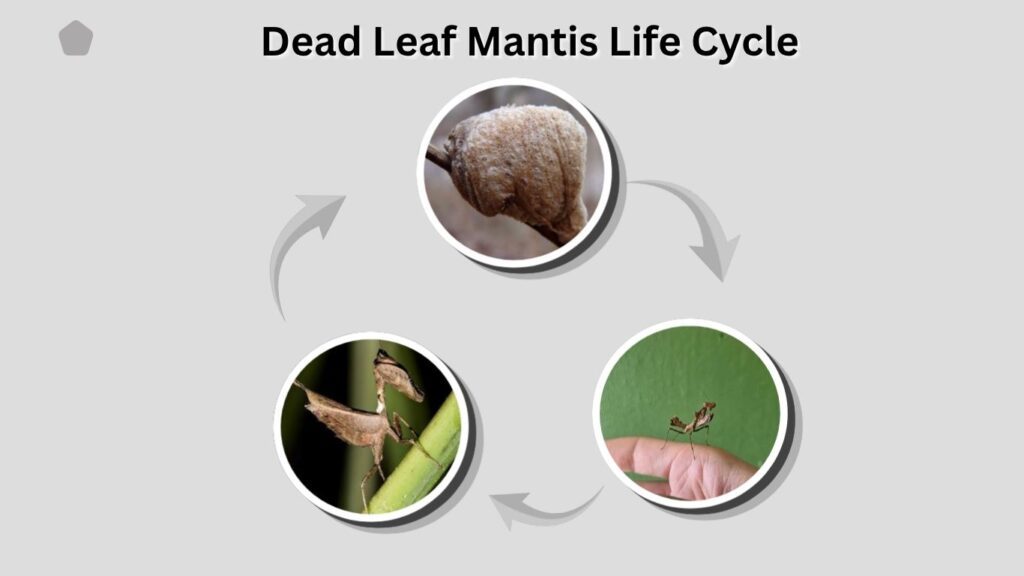 Dead Leaf Mantis Life Cycle