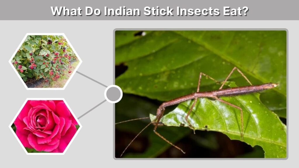 What Do Indian Stick Insects Eat?