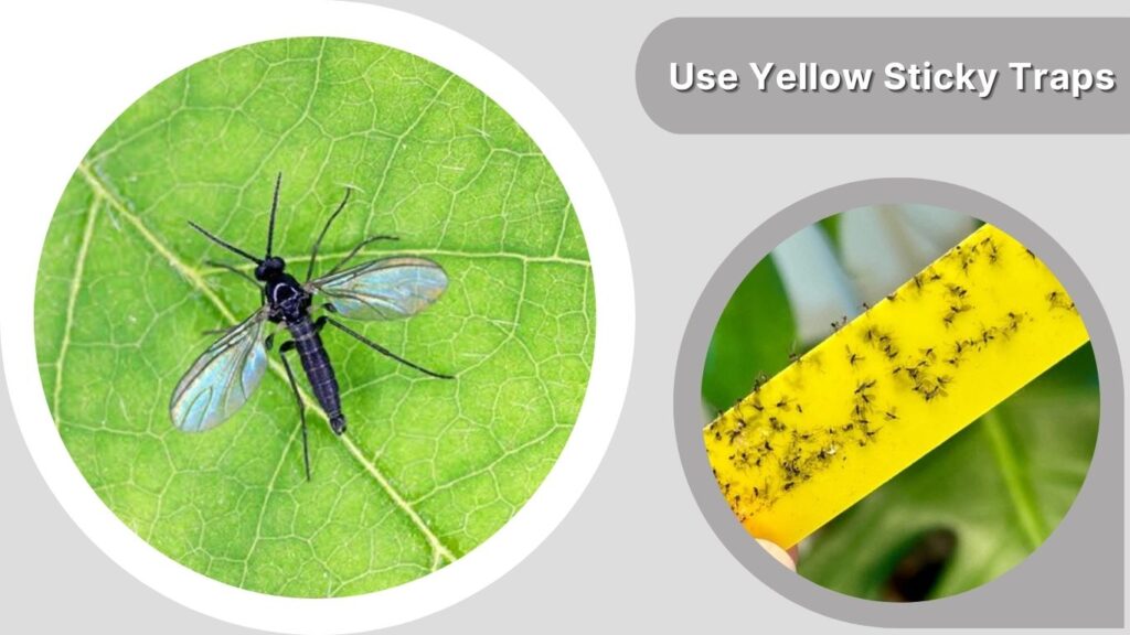 2. Use Yellow Sticky Traps