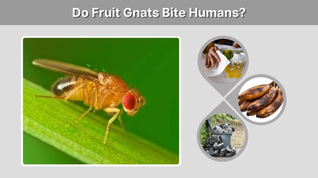 Do Fruit Gnats Bite Humans?