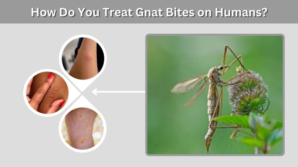 How Do You Treat Gnat Bites on Humans?