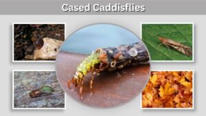 Cased Caddisflies: Cases, Habitat, Diet & Life Cycle