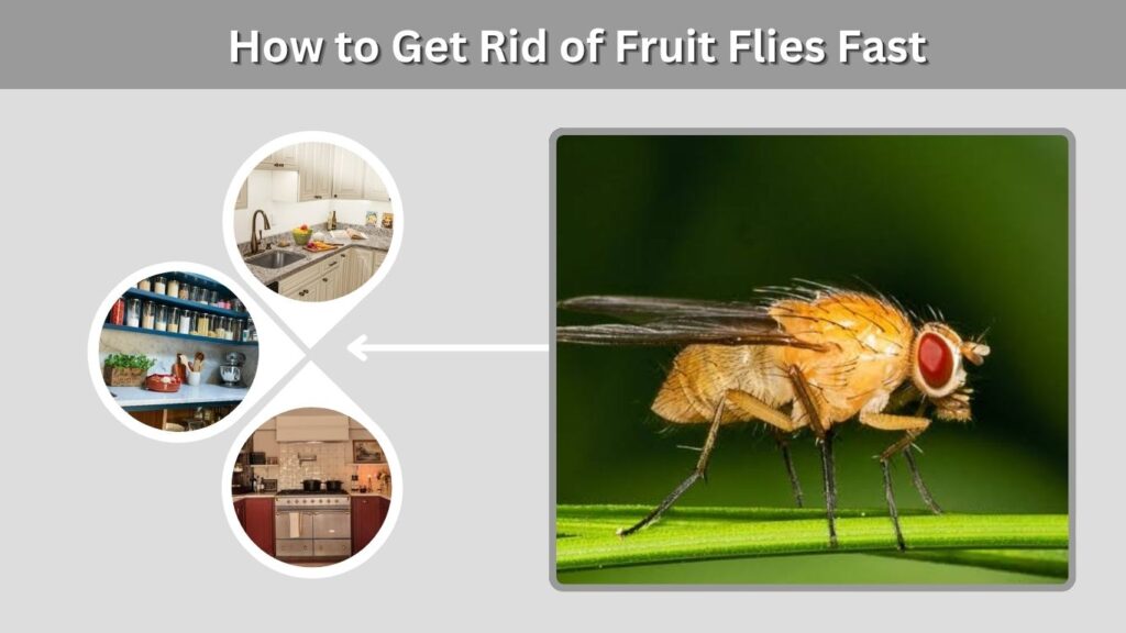How to Get Rid of Fruit Flies Fast