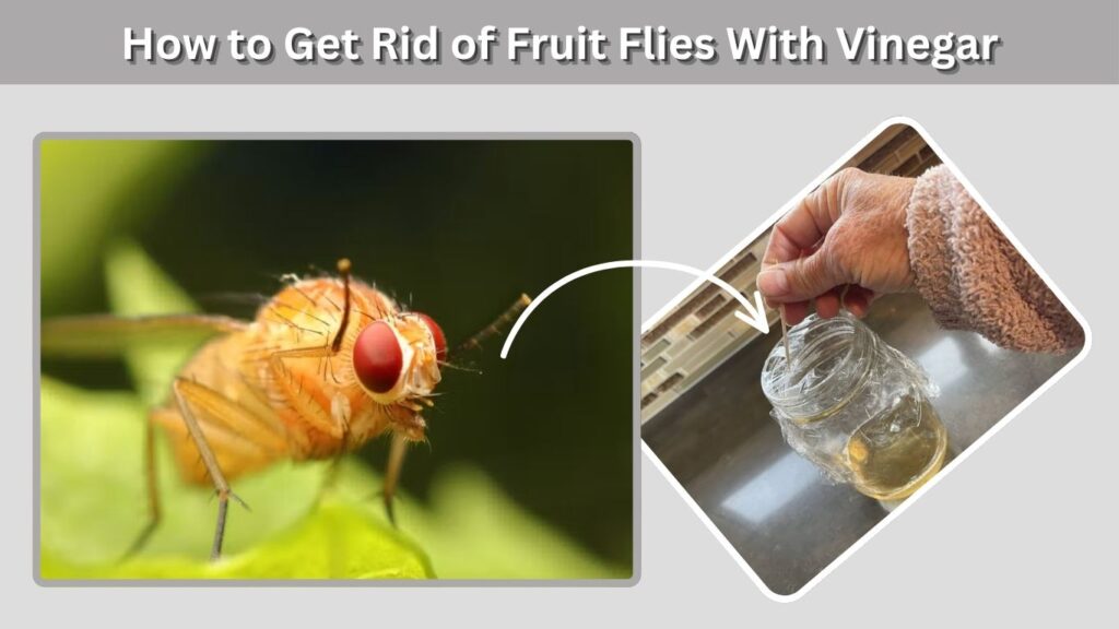 How to Get Rid of Fruit Flies With Vinegar