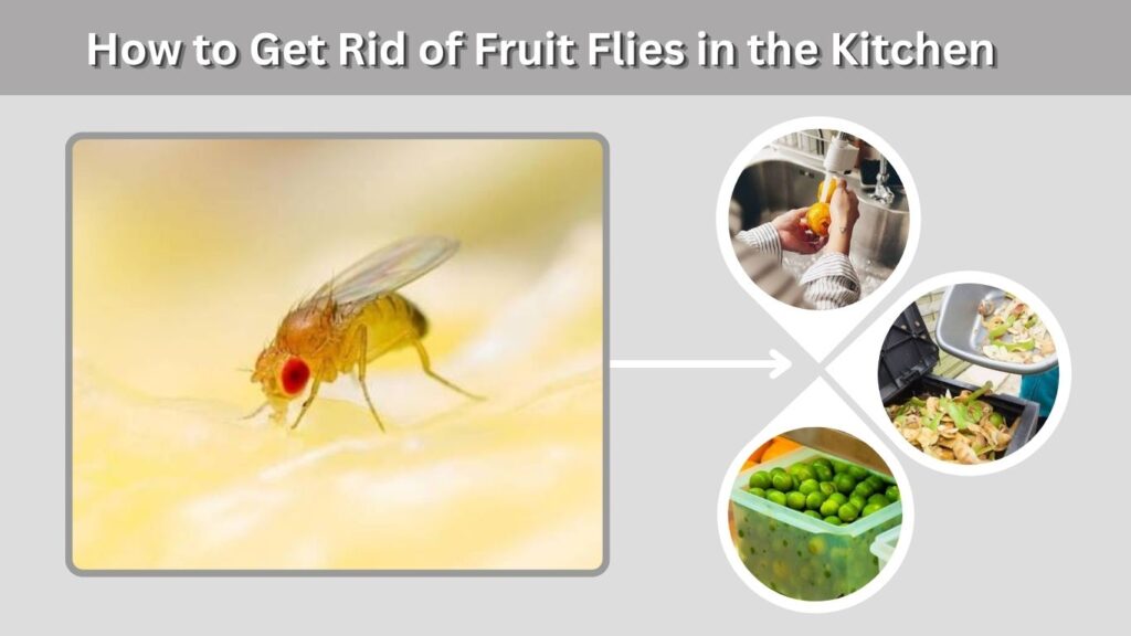 How to Get Rid of Fruit Flies in Drains