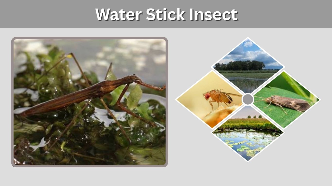 Water Stick Insect: Habitat, Diet, Bite & Interesting Facts