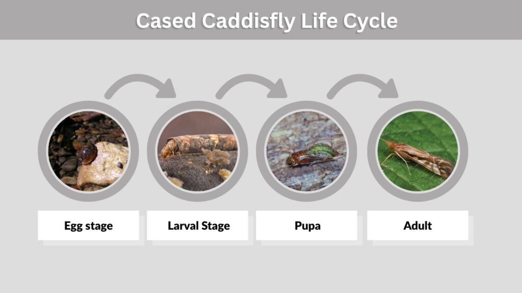 Cased Caddisfly Life Cycle