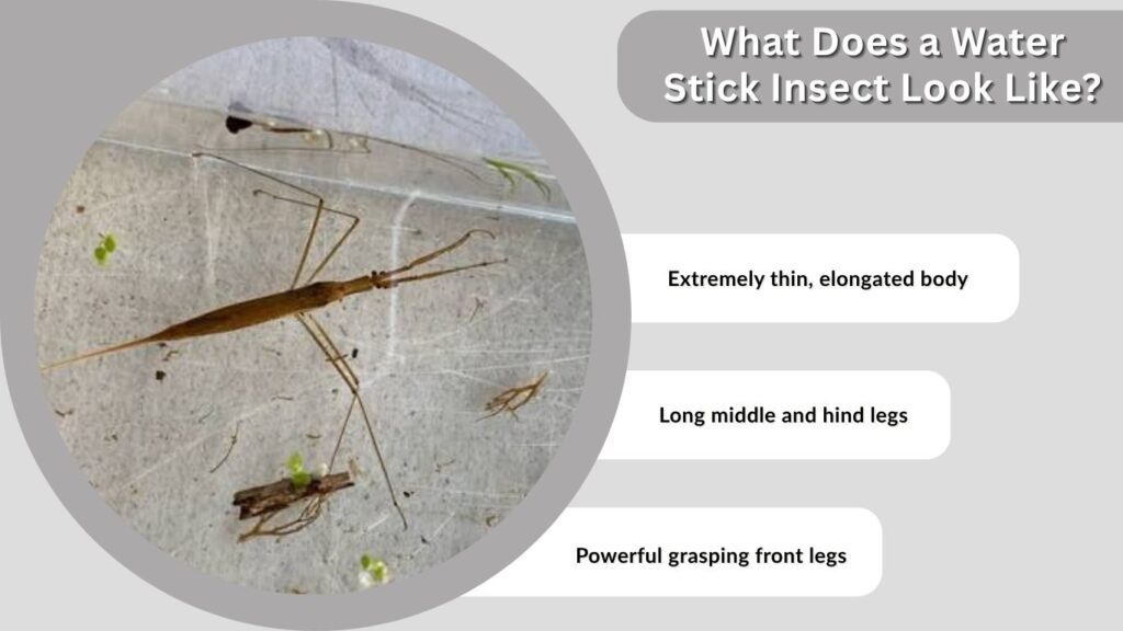 What Does a Water Stick Insect Look Like?