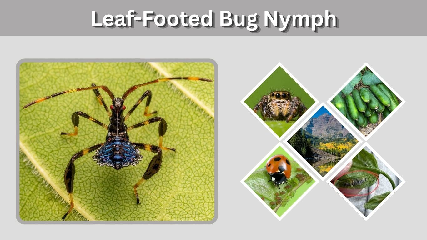 Leaf-Footed Bug Nymph: Identification, Stages & Control