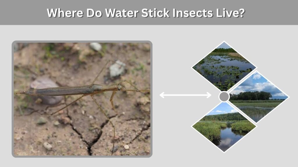 Where Do Water Stick Insects Live?