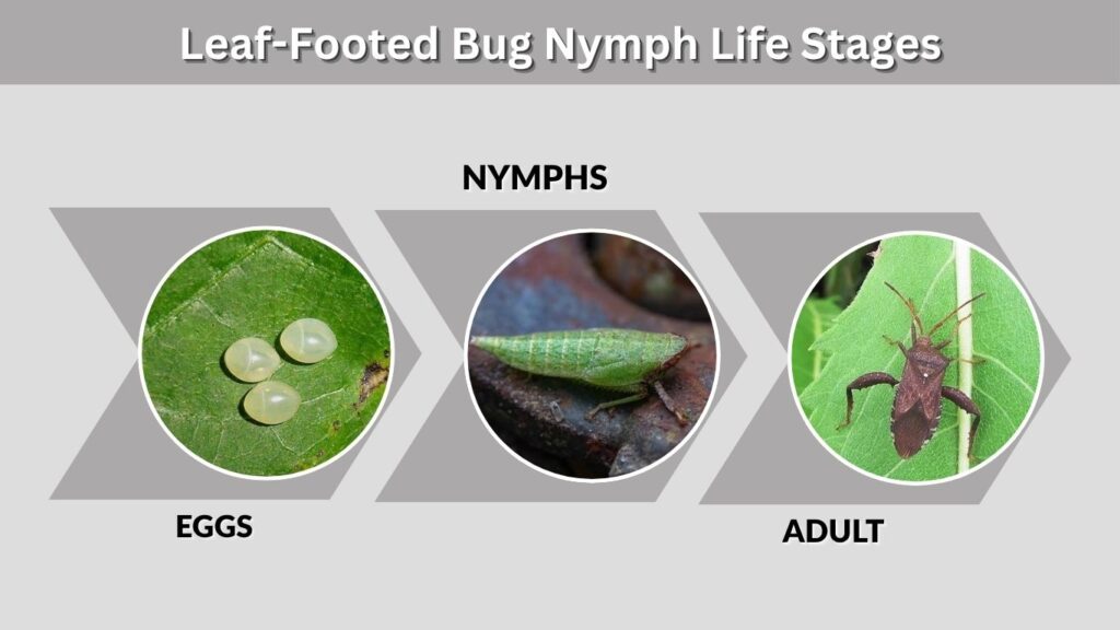 Leaf-Footed Bug Nymph Life Stages