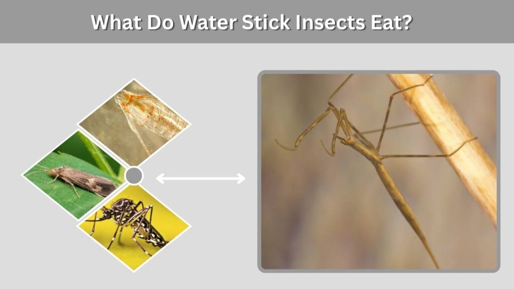 What Do Water Stick Insects Eat?