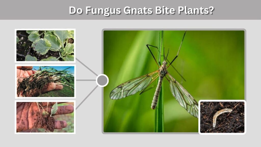 Do Fungus Gnats Bite Plants?