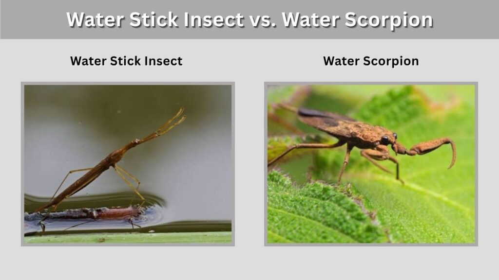 Water Stick Insect vs. Water Scorpion
