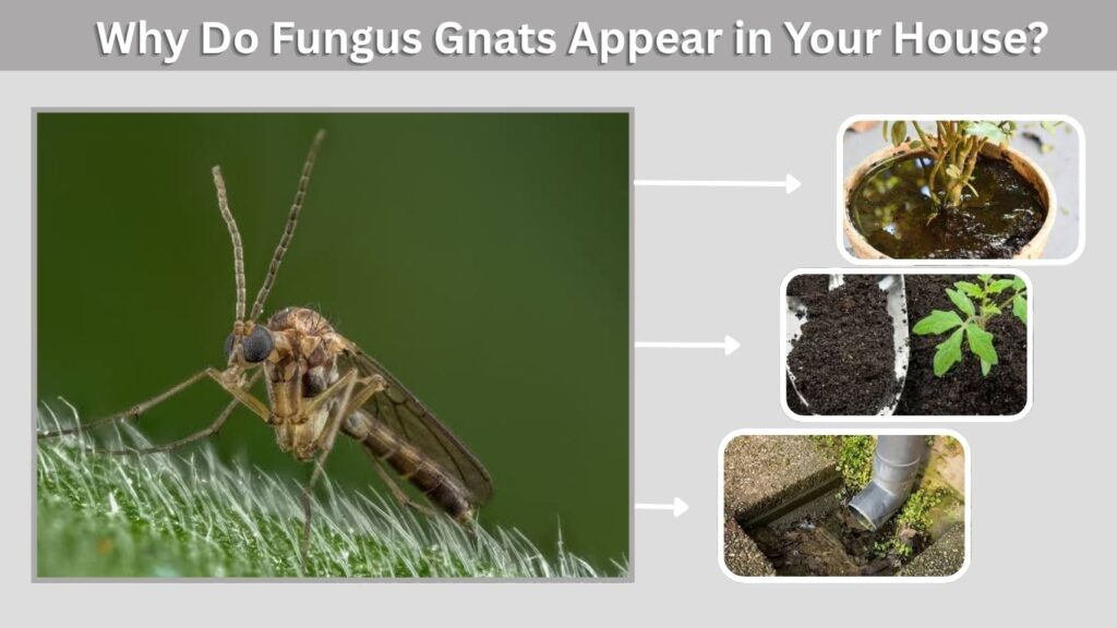 Why Do Fungus Gnats Appear in Your House?