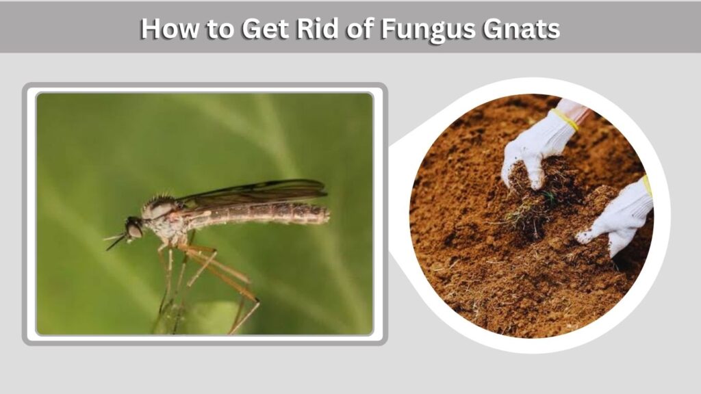 How to Get Rid of Fungus Gnats