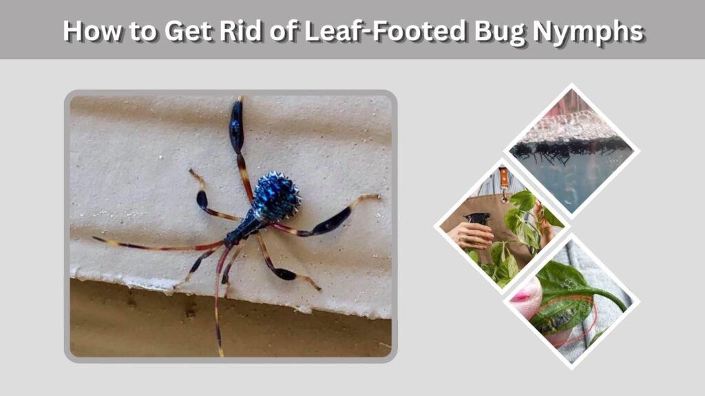 How to Get Rid of Leaf-Footed Bug Nymphs
