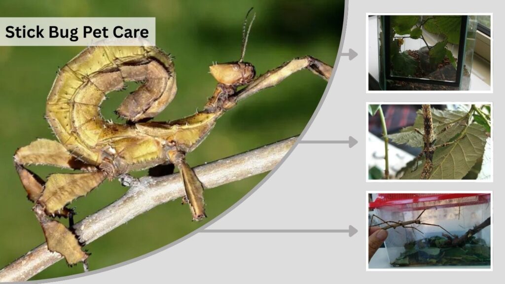 Stick Bug Pet Care