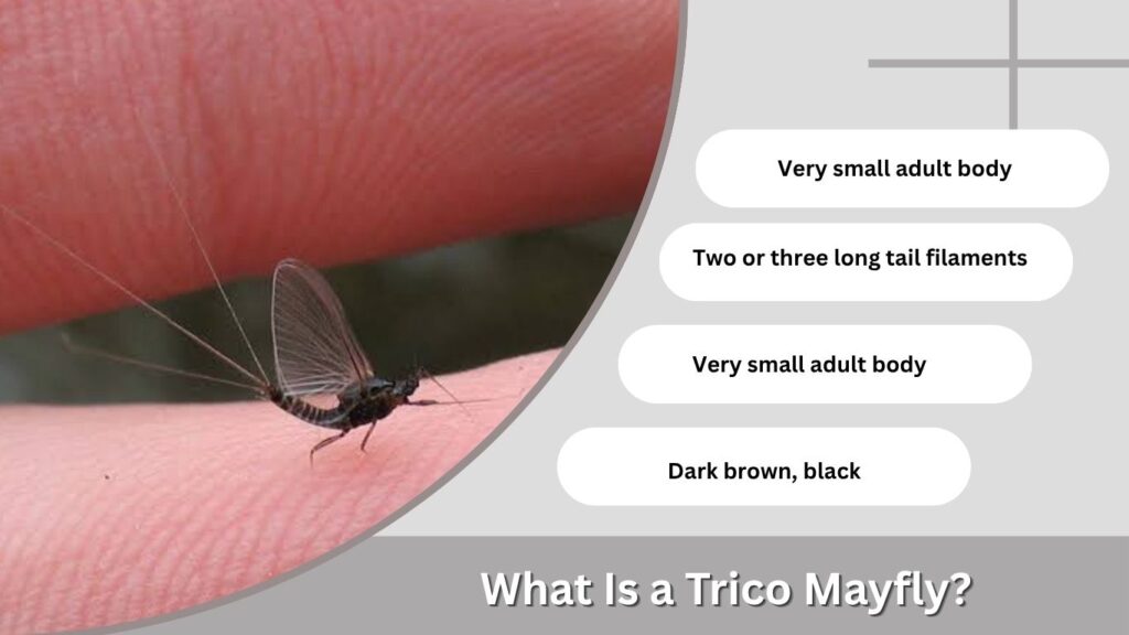 What Is a Trico Mayfly?