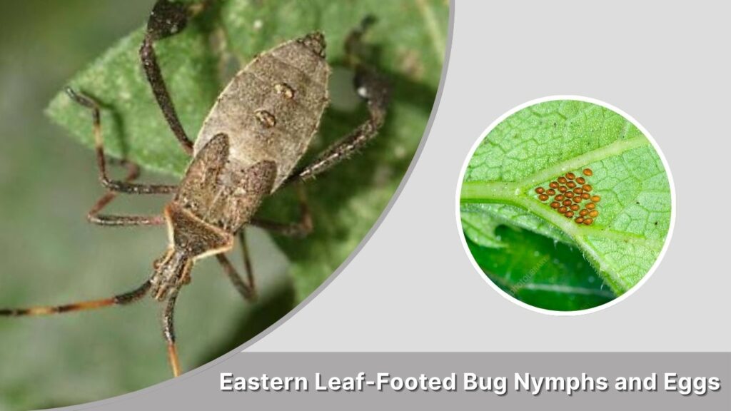 Eastern Leaf-Footed Bug Nymphs and Eggs