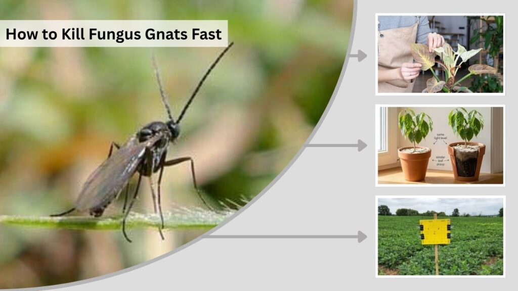 How to Kill Fungus Gnats Fast