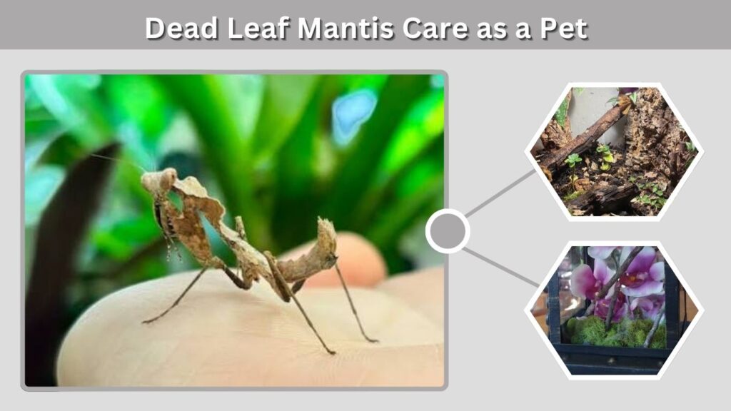 Dead Leaf Mantis Care as a Pet